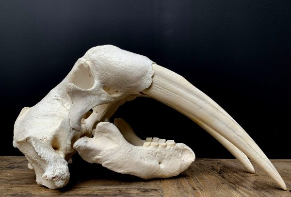 Nice Walrus skull