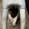 Nice Walrus skull