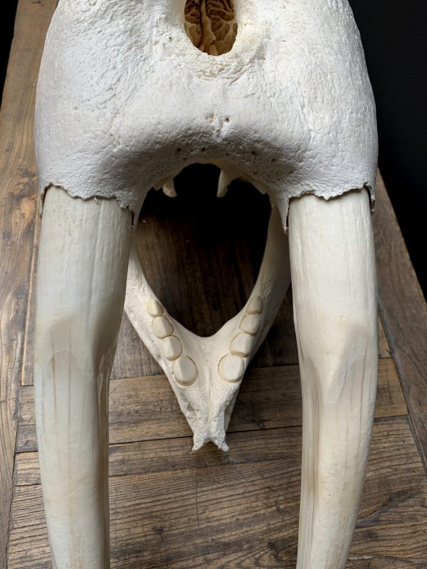 Nice Walrus skull