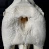 Nice Walrus skull