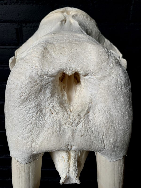 Nice Walrus skull