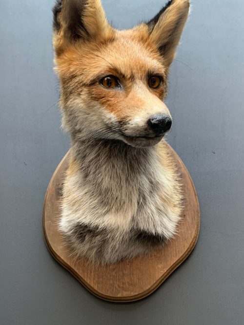 Taxidermy fox head