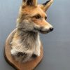 Taxidermy fox head