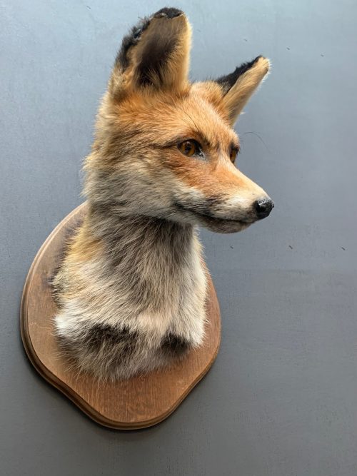 Taxidermy fox head