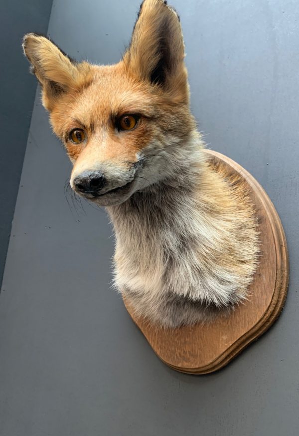 Taxidermy fox head