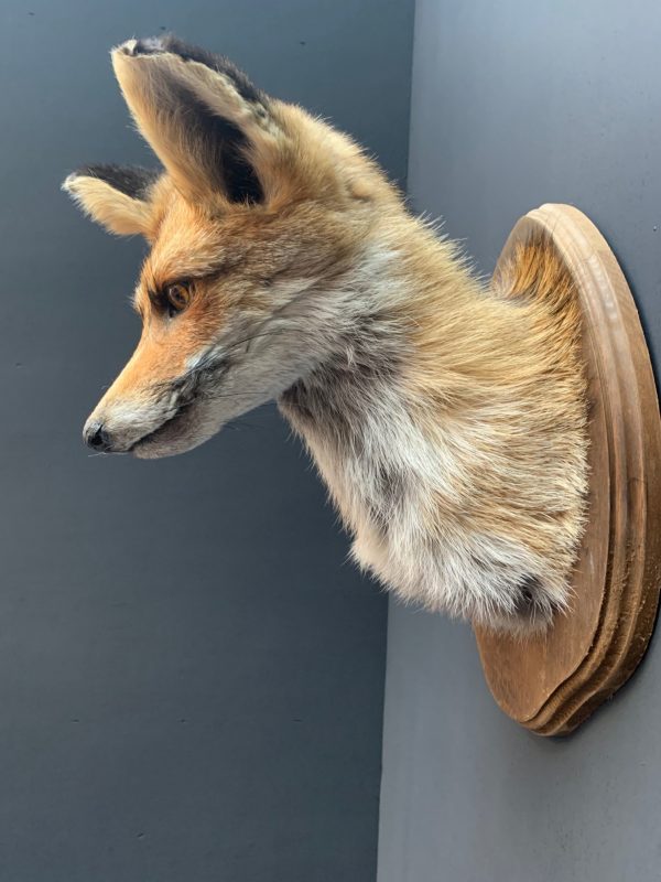 Opgezet kopje van een vos, vossenkop
