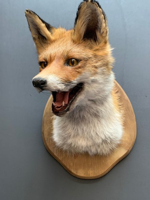 Mounted fox head.