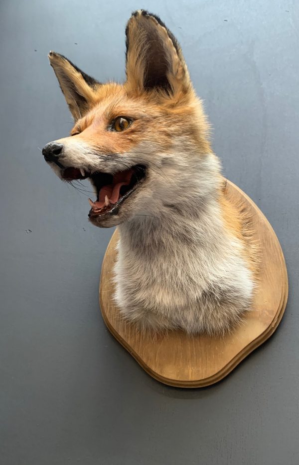 Mounted fox head.