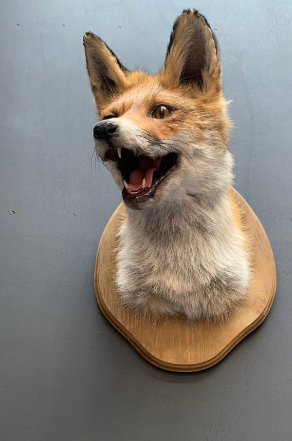 Mounted fox head.
