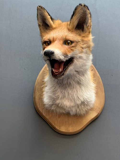 Mounted fox head.