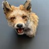 Taxidermy fox head