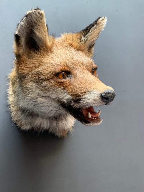 Ausgestopfter Fuchs Kopf