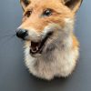 Taxidermy fox head