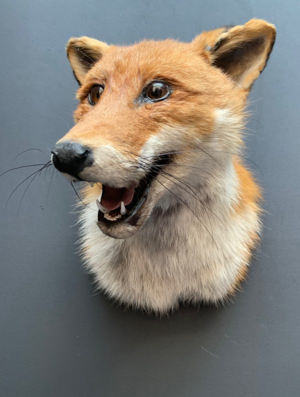 Taxidermy fox head