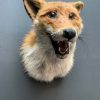 Taxidermy fox head