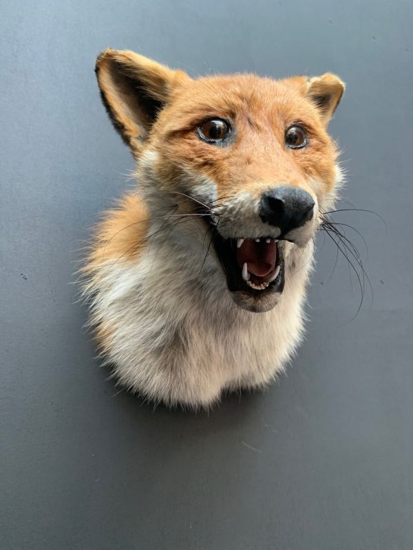 Taxidermy fox head