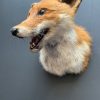 Taxidermy fox head