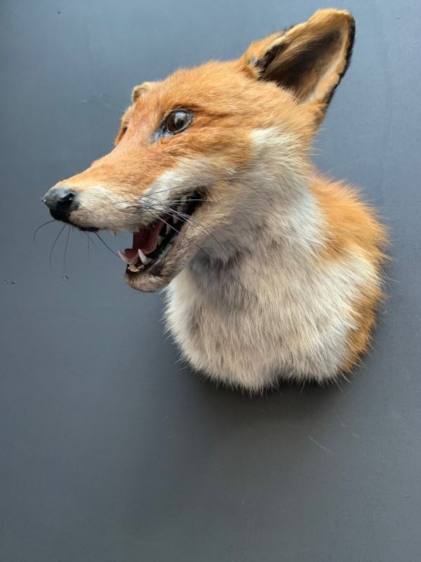 Taxidermy fox head