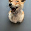 Stuffed head of a hare with antlers