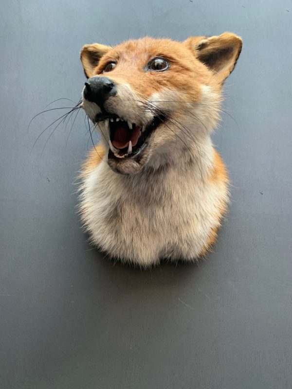 Taxidermy fox head