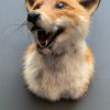 Taxidermy fox head