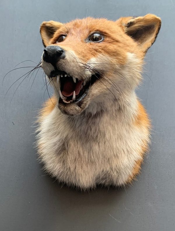 Taxidermy fox head