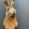 Stuffed head of a hare with antlers