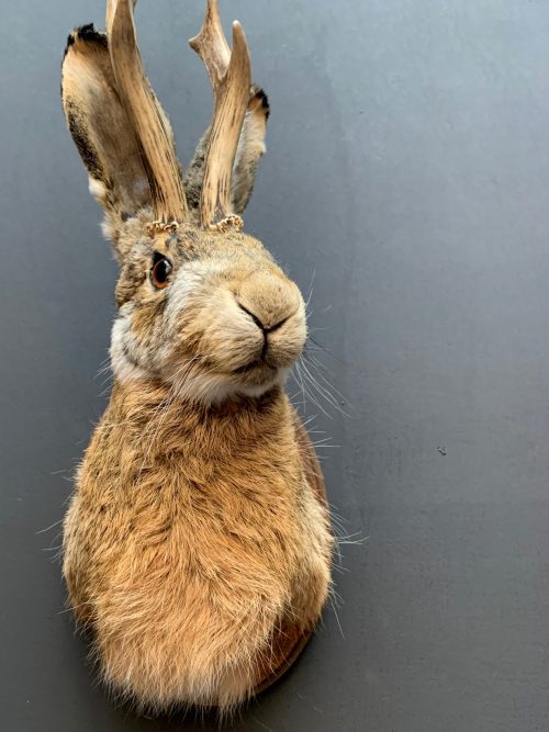 Stuffed head of a hare with antlers