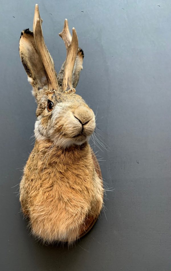 Stuffed head of a hare with antlers