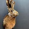 Stuffed head of a hare with antlers