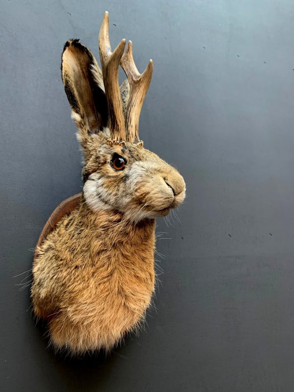 Stuffed head of a hare with antlers