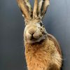 Stuffed head of a hare with antlers