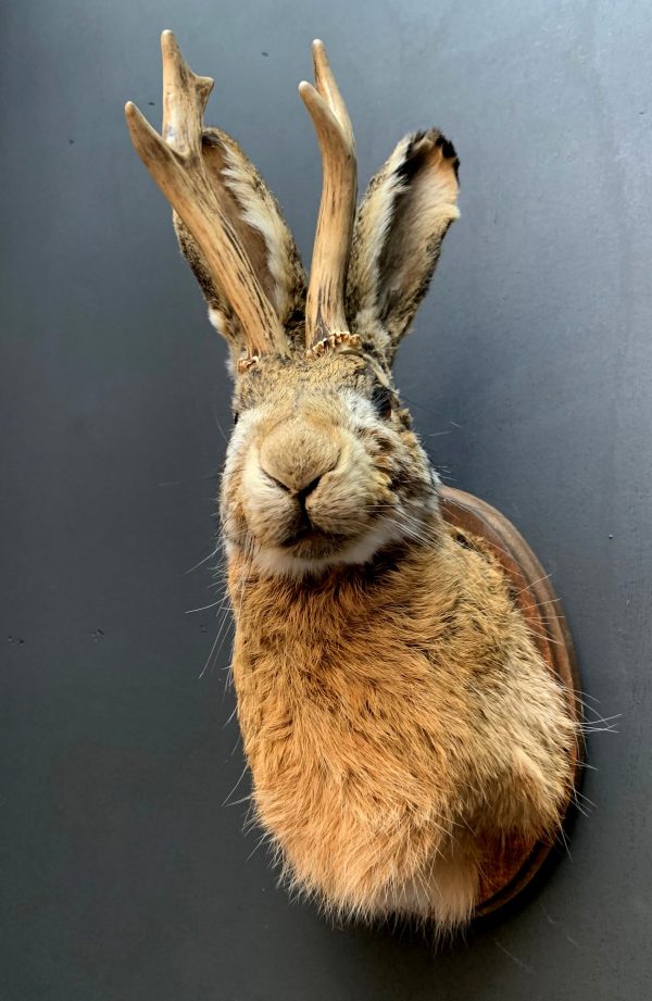 Stuffed head of a hare with antlers