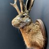 Stuffed head of a hare with antlers