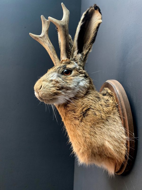 Stuffed head of a hare with antlers