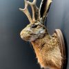 Stuffed head of a hare with antlers