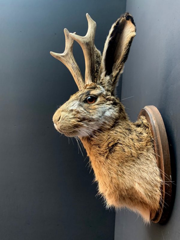 Stuffed head of a hare with antlers