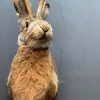 Stuffed head of a hare with antlers