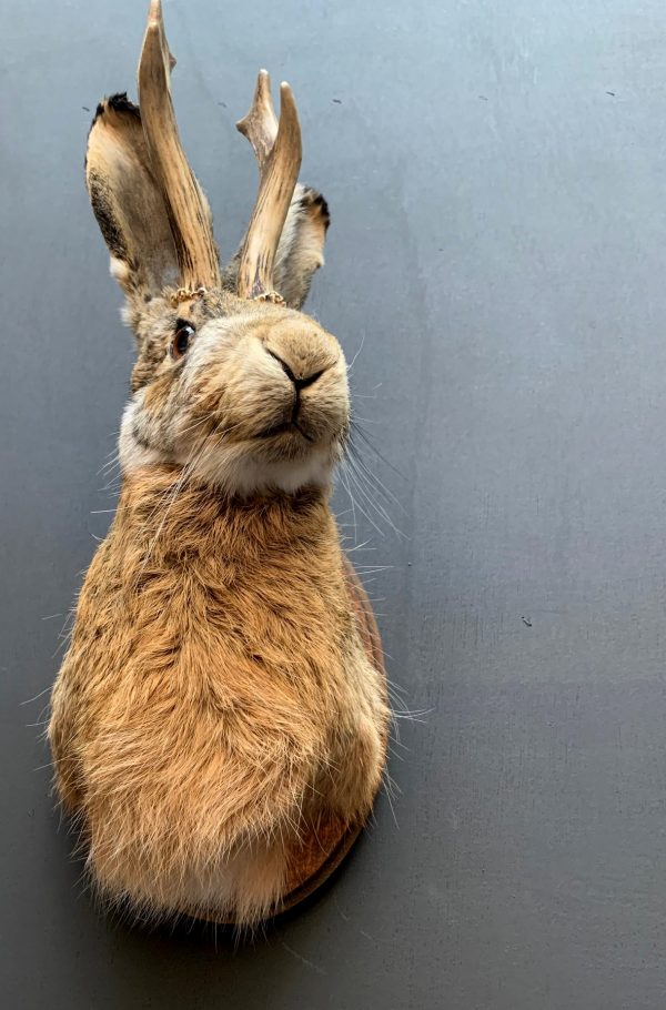 Stuffed head of a hare with antlers