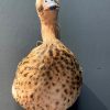 Stuffed duck head