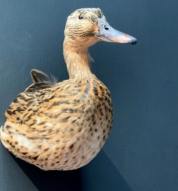 Stuffed duck head