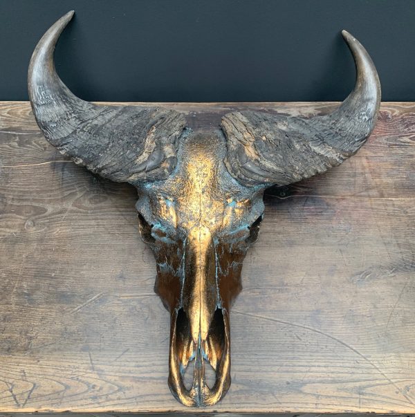 Special high quality metallized (bronze) skull of a Cape buffalo