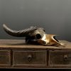 Special high quality metallized (bronze) skull of a Cape buffalo