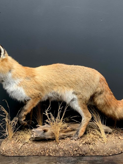 Stuffed fox in winter fur.