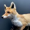 Stuffed fox in winter fur.