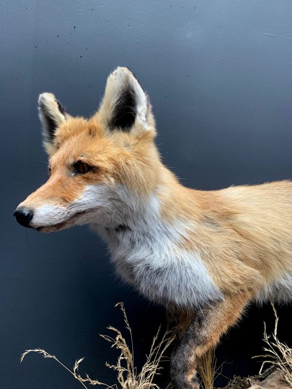 Stuffed fox in winter fur.