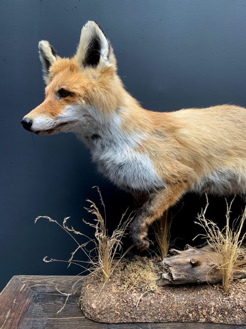 Stuffed fox in winter fur.