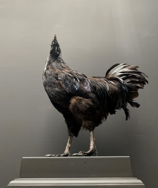 Mounted special Cemani rooster