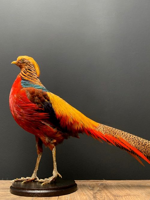 Taxidermy gold pheasant