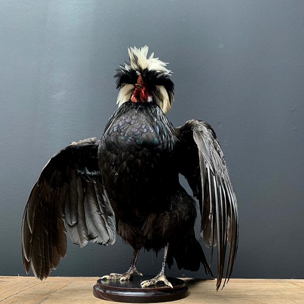 Taxidermy crested rooster